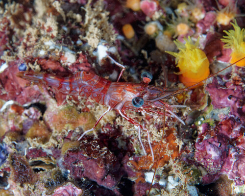 Rhynchocinetes rathbunae observed 2025-04-25