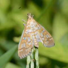 Epipagis fenestralis