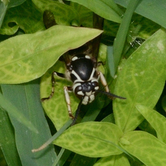 Dolichovespula maculata