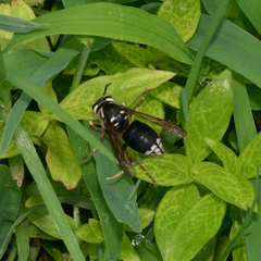 Dolichovespula maculata