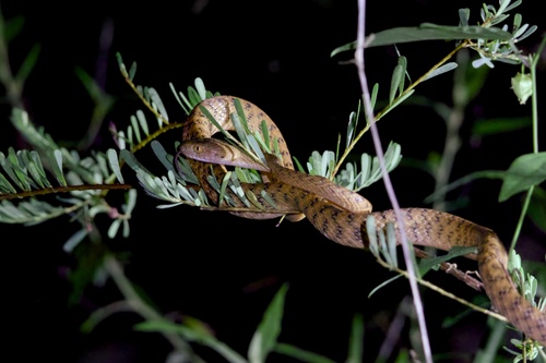 Brown Tree Snake sighting