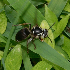 Dolichovespula maculata