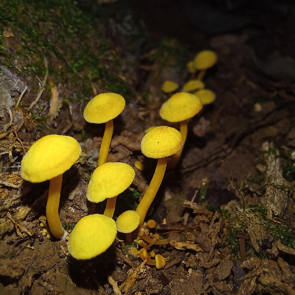 Tricholomopsis aurea · April 2025 · photo: © patricia_mees (iNaturalist, cc-by)