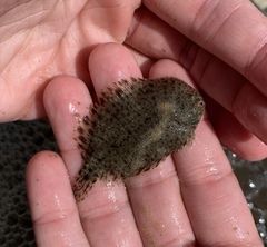 Trinectes maculatus