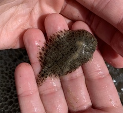 Trinectes maculatus