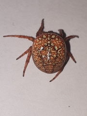 Araneus iviei