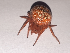 Araneus iviei