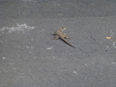 Sceloporus occidentalis occidentalis