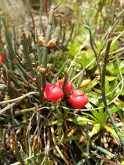 Ephedra rupestris