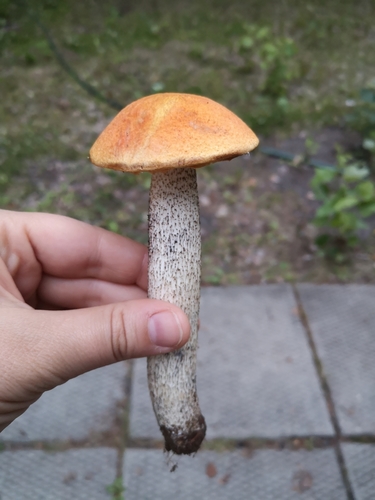 Red-capped Scaber Stalk