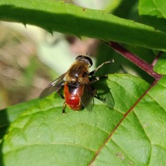 Polydontomyia curvipes