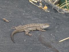 Sceloporus occidentalis occidentalis