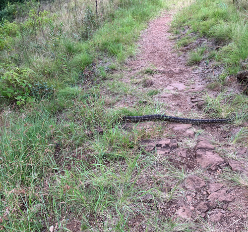 Coastal Carpet Python sighting