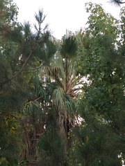 Washingtonia filifera