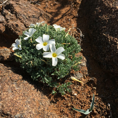 Oxalis densa
