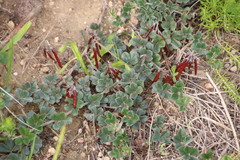 Indigofera mauritanica