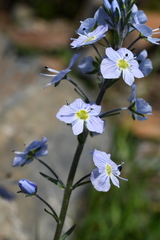 Veronica gentianoides