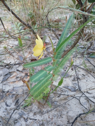 Image of Chamaecrista flexuosa by (c) Francisco V. Bezerra Neto, some rights reserved (CC BY-SA)