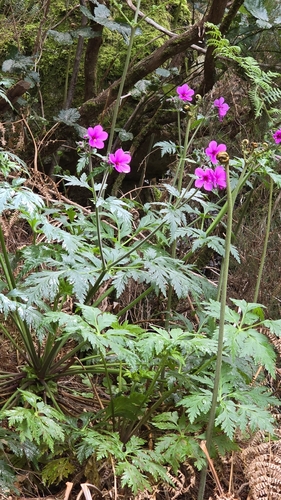 Image of Geranium palmatum by (c) Mário de Pinto Balsemão, some rights reserved (CC BY)