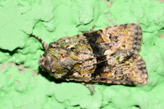 Eriopygini