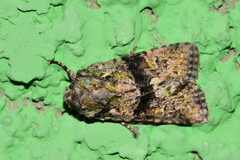 Eriopygini