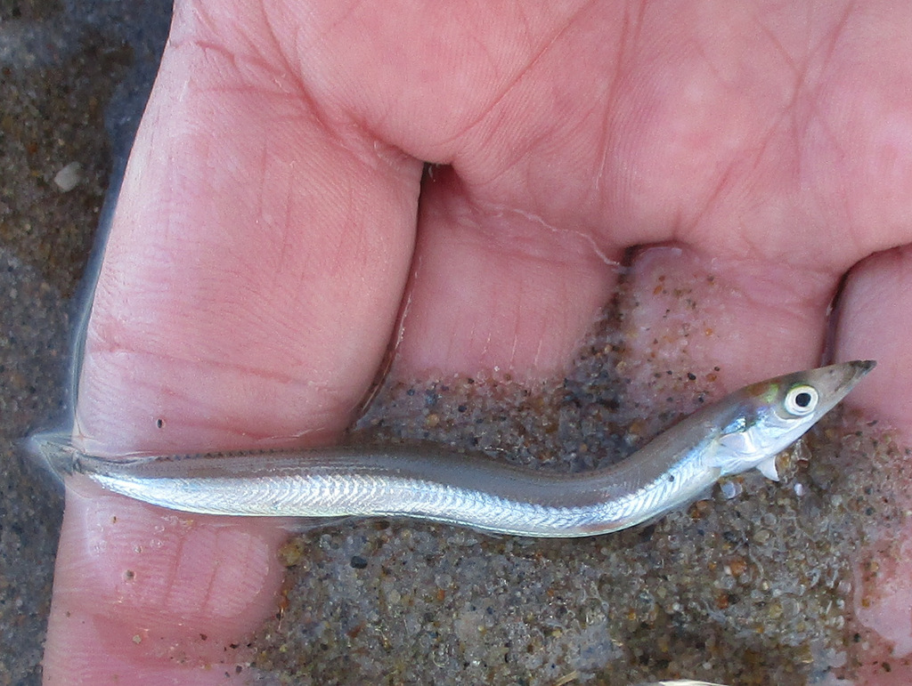 American sand lance (Ammodytes americanus) — Ammodytidae