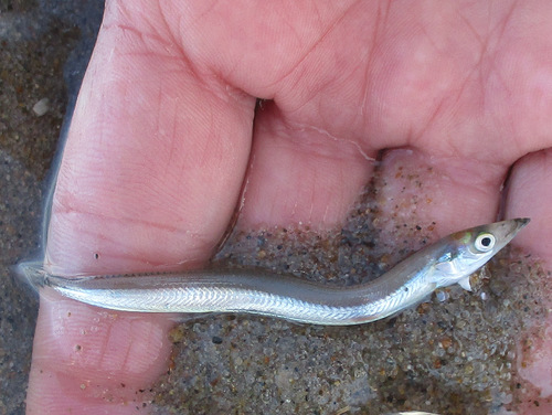 American sand lance (Ammodytes americanus) — Ammodytidae