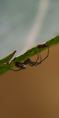 Leucauge