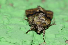 Eriopygini