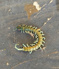 Scolopendra aztecorum