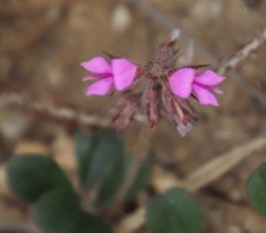 Indigofera mauritanica