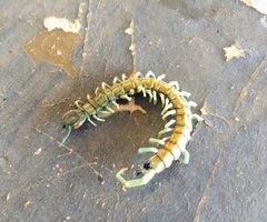 Scolopendra aztecorum