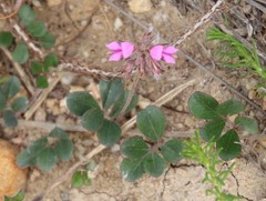 Indigofera mauritanica