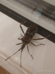 Leptoglossus occidentalis