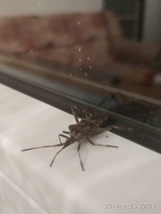 Leptoglossus occidentalis