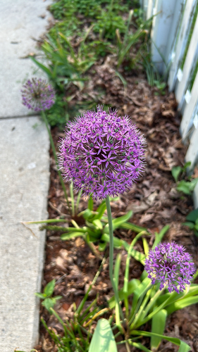 Foto de Allium giganteum é conhecido como "alho-gigante"