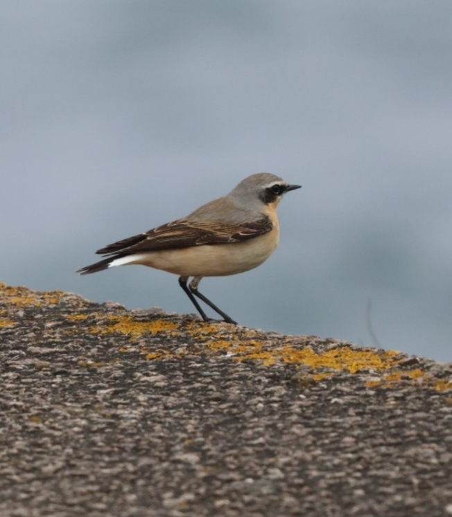 Greenland Wheatear