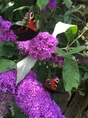 Aglais io