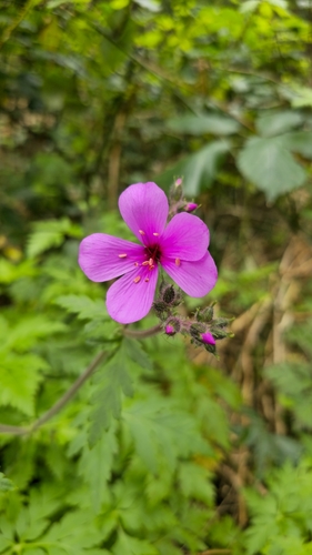 Image of Geranium palmatum by (c) Mário de Pinto Balsemão, some rights reserved (CC BY)