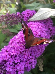 Aglais io