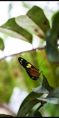 Heliconius ismenius