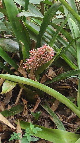 Aechmea melinonii, photograph 2