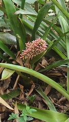 Aechmea melinonii, photograph (c) Guillaume Delaitre, some rights reserved (CC BY)