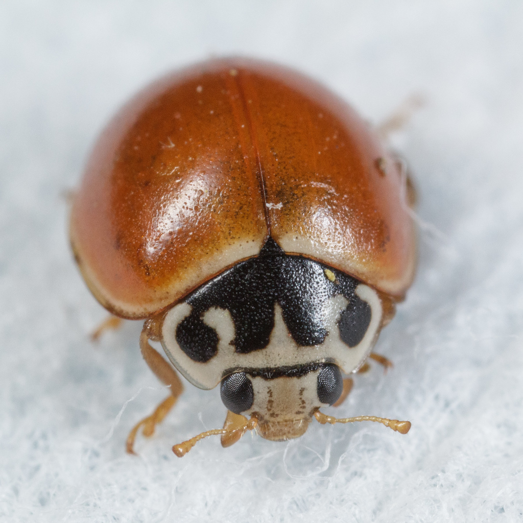 Spotless Lady Beetles