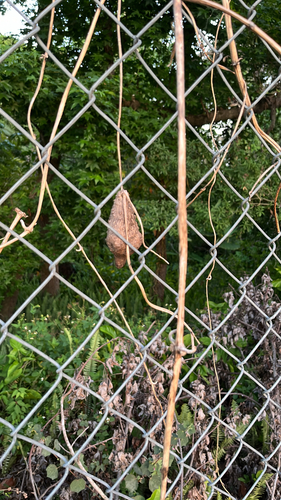Water yam (Dioscorea alata)