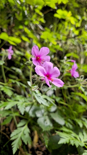 Image of Geranium palmatum by (c) Mário de Pinto Balsemão, some rights reserved (CC BY)