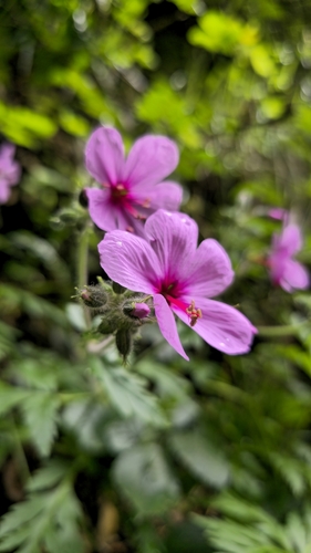 Image of Geranium palmatum by (c) Mário de Pinto Balsemão, some rights reserved (CC BY)