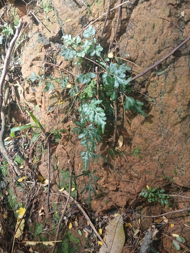 Image of Slender Brake (Pteris ensiformis) by (c) Leon Perrie, some rights reserved (CC BY)