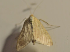 Sitochroa palealis