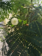 Fabaceae